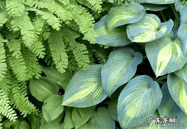 蕨类会开花吗 蕨类风水上适合摆放哪里