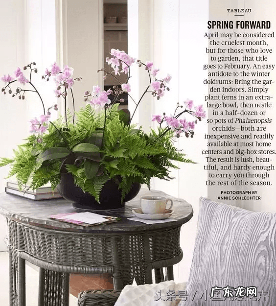 蕨类会开花吗 蕨类风水上适合摆放哪里