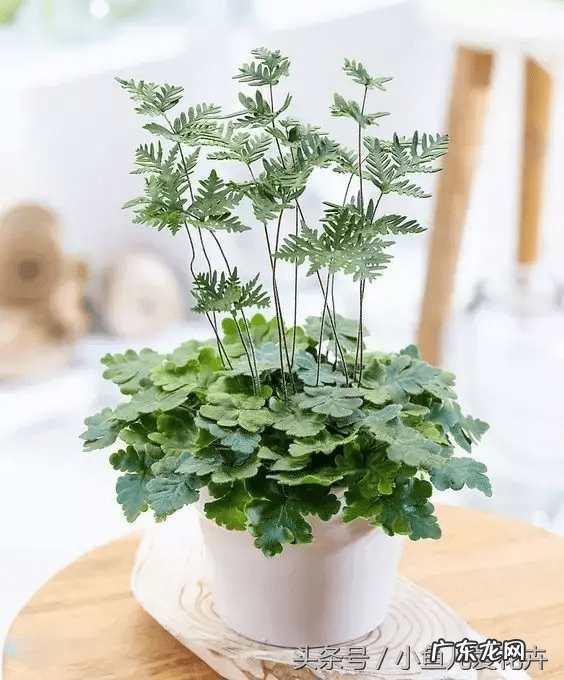蕨类会开花吗 蕨类风水上适合摆放哪里