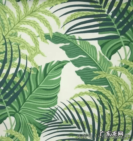 蕨类会开花吗 蕨类风水上适合摆放哪里