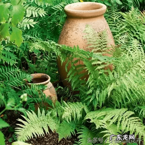 蕨类会开花吗 蕨类风水上适合摆放哪里