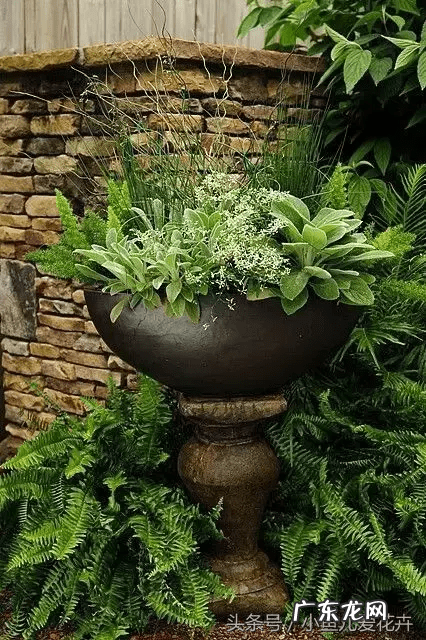 蕨类会开花吗 蕨类风水上适合摆放哪里