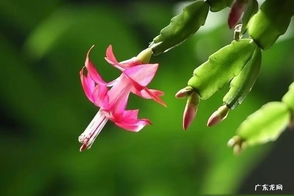 螃蟹形风水的格局 螃蟹的爪子长什么样