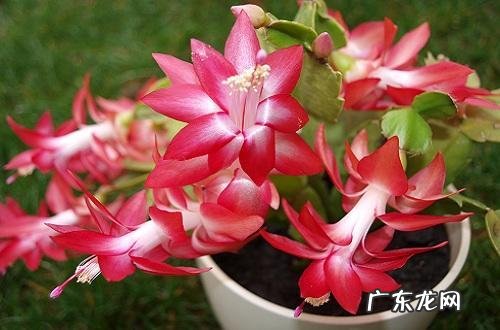 螃蟹形风水的格局 螃蟹的爪子长什么样