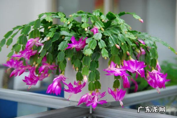 螃蟹形风水的格局 螃蟹的爪子长什么样