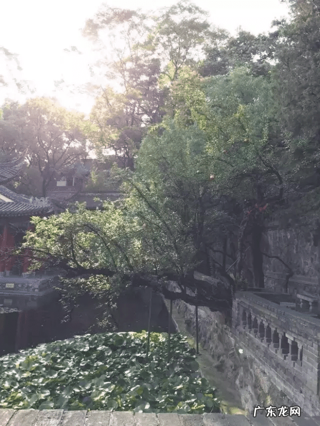 自家院子里种什么树风水好 院内栽什么树风水好