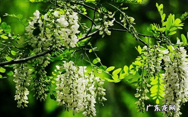 自家院子里种什么树风水好 院内栽什么树风水好