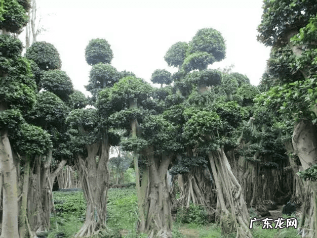 自家院子里种什么树风水好 院内栽什么树风水好