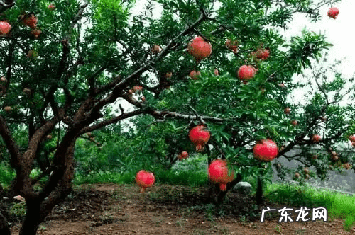 自家院子里种什么树风水好 院内栽什么树风水好