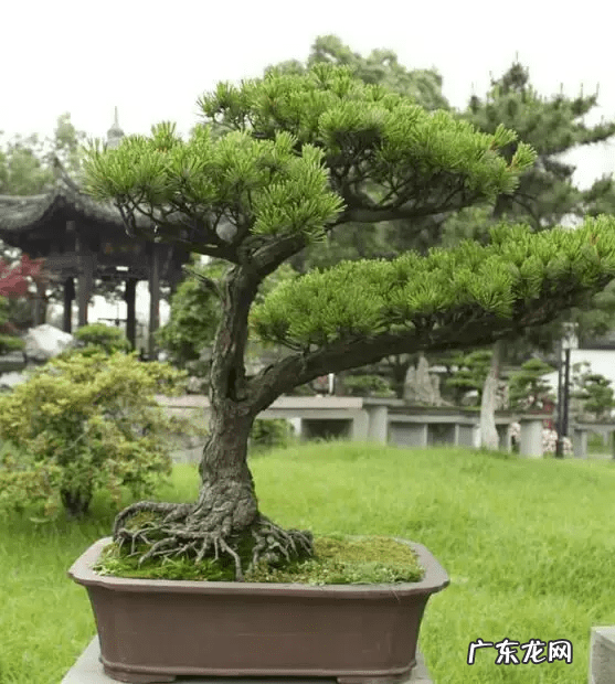 自家院子里种什么树风水好 院内栽什么树风水好