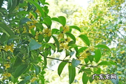 自家院子里种什么树风水好 院内栽什么树风水好