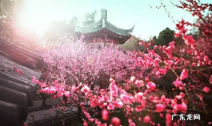 自家院子里种什么树风水好 院内栽什么树风水好