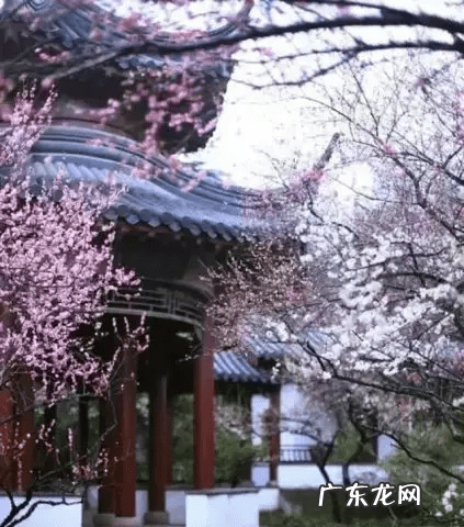 自家院子里种什么树风水好 院内栽什么树风水好