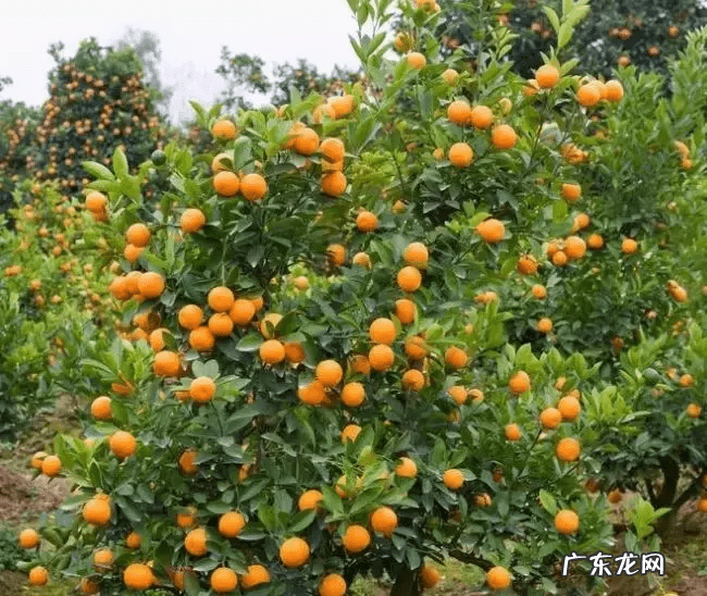 自家院子里种什么树风水好 院内栽什么树风水好