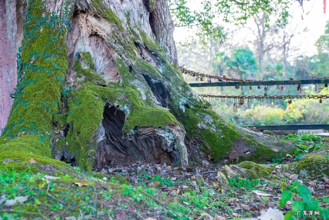 槐树对于风水是好还是不好 400年的古槐风水如何