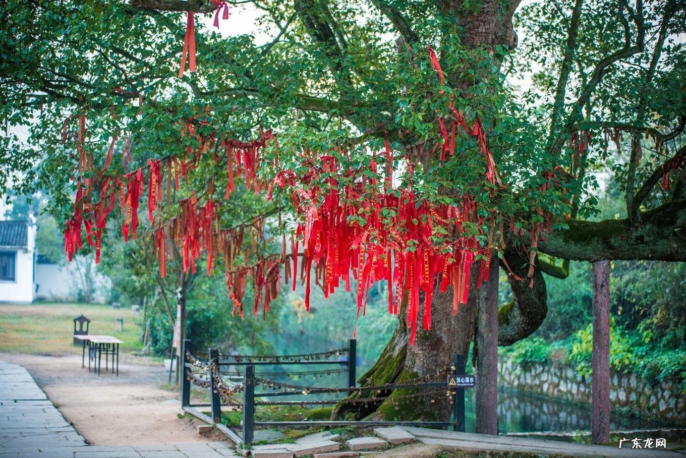 槐树对于风水是好还是不好 400年的古槐风水如何