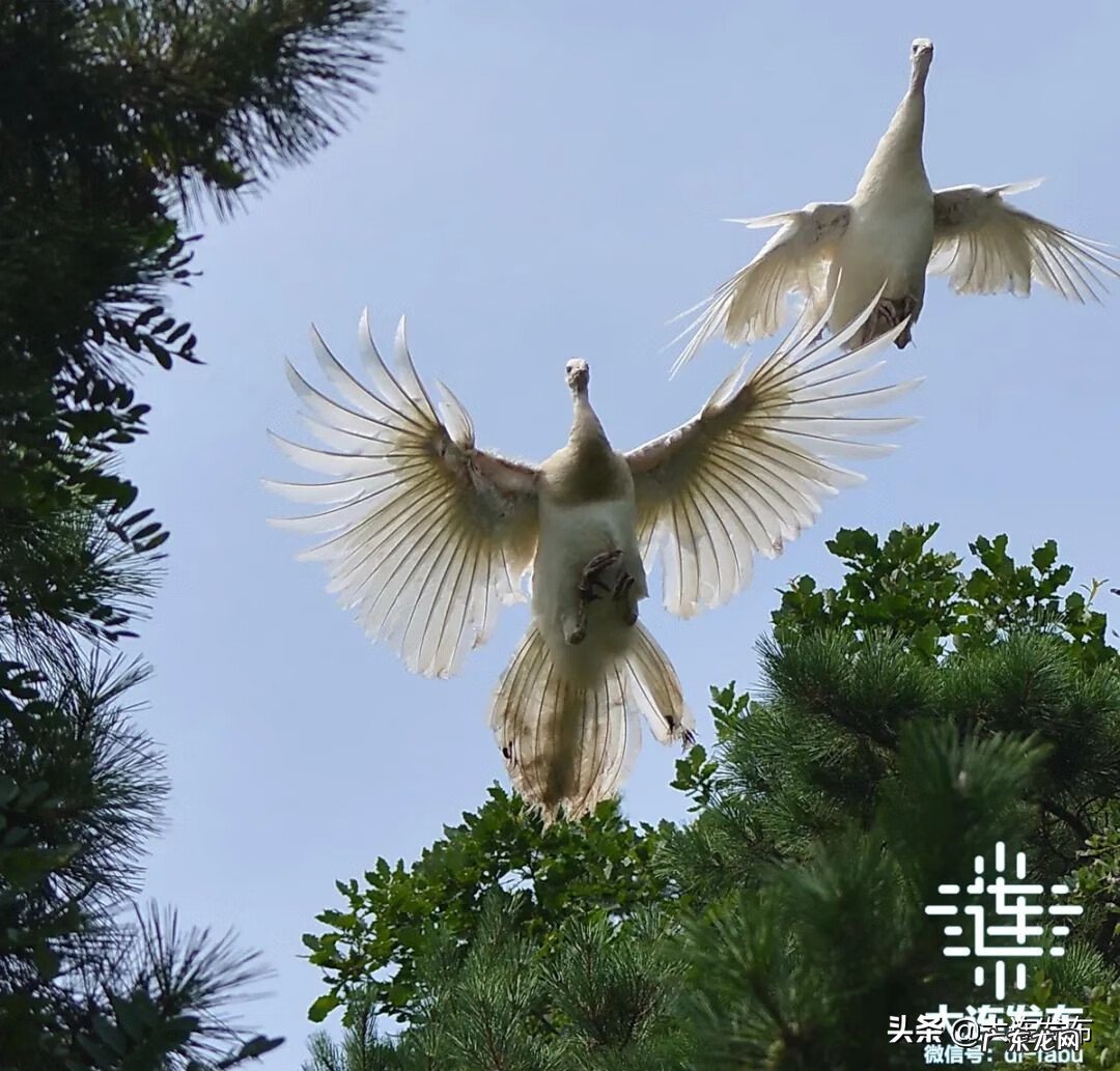大连老虎滩景点介绍 老虎滩极地馆电话