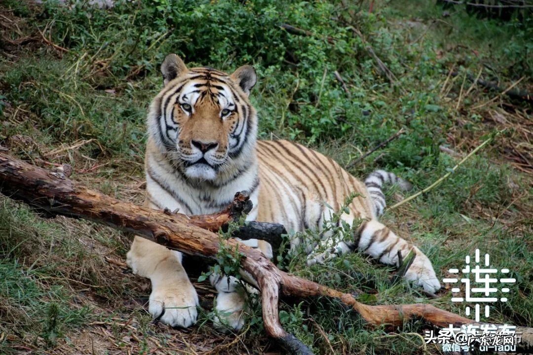 大连老虎滩景点介绍 老虎滩极地馆电话