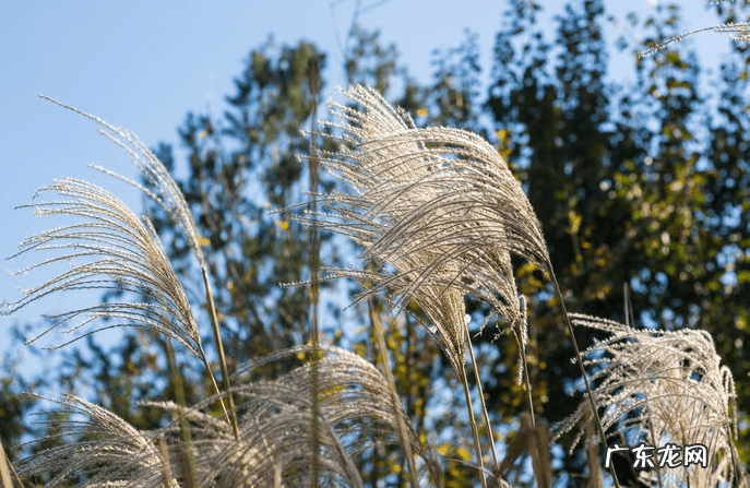 空气清新剂哪个味道好闻 空气清新剂的作用