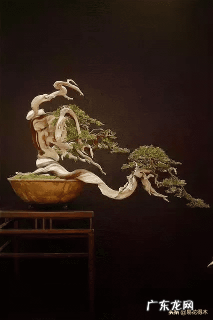 发财树在根部长出新枝用剪掉吗 风水老木出新枝