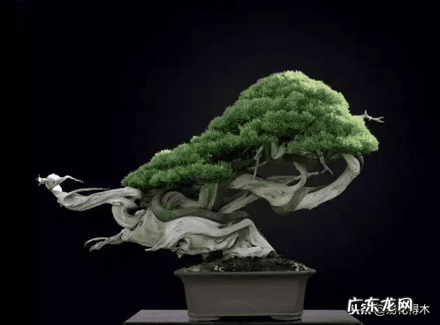 发财树在根部长出新枝用剪掉吗 风水老木出新枝