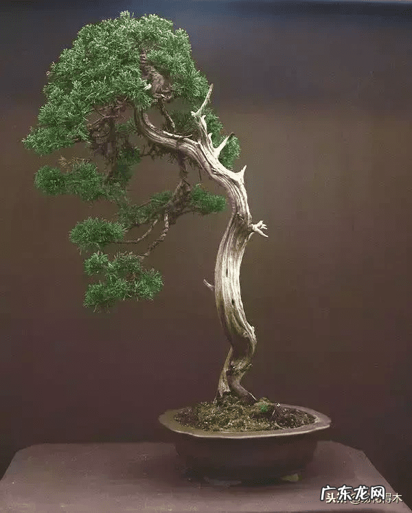 发财树在根部长出新枝用剪掉吗 风水老木出新枝