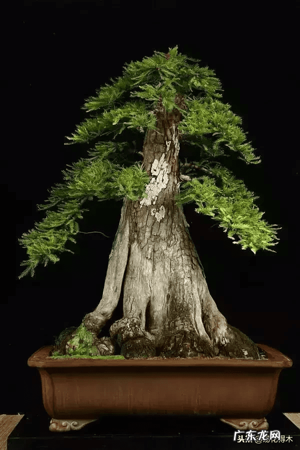 发财树在根部长出新枝用剪掉吗 风水老木出新枝