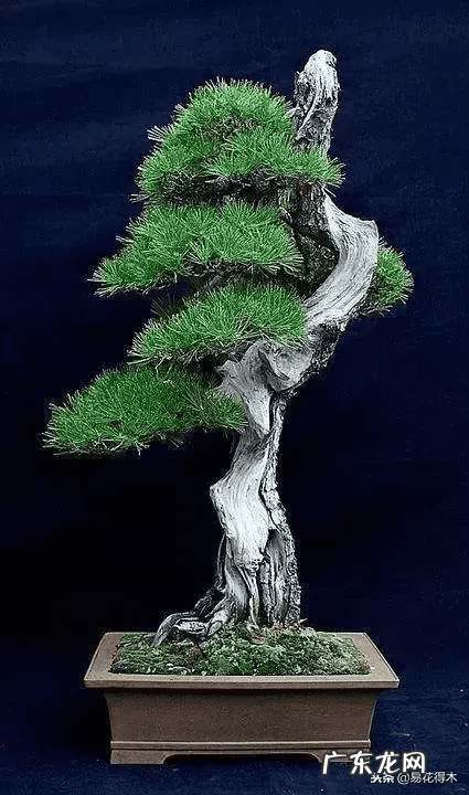 发财树在根部长出新枝用剪掉吗 风水老木出新枝