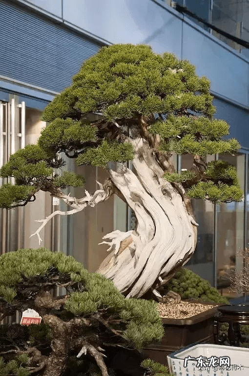 发财树在根部长出新枝用剪掉吗 风水老木出新枝