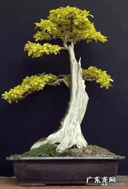 发财树在根部长出新枝用剪掉吗 风水老木出新枝