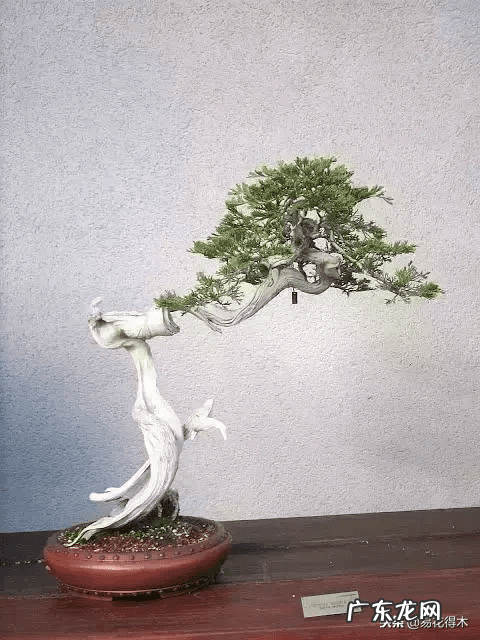 发财树在根部长出新枝用剪掉吗 风水老木出新枝