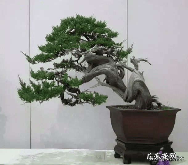 发财树在根部长出新枝用剪掉吗 风水老木出新枝