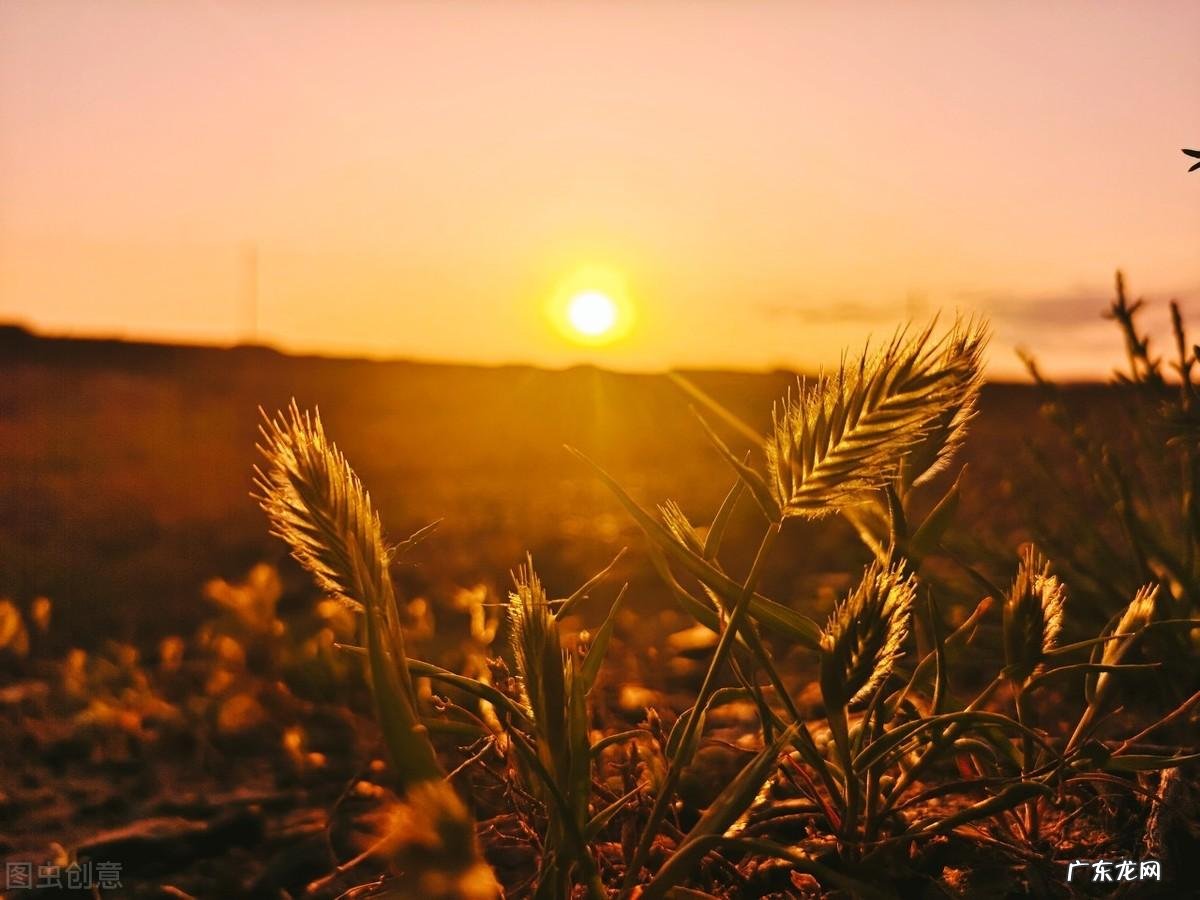 夏季雨后过后蛙声一片