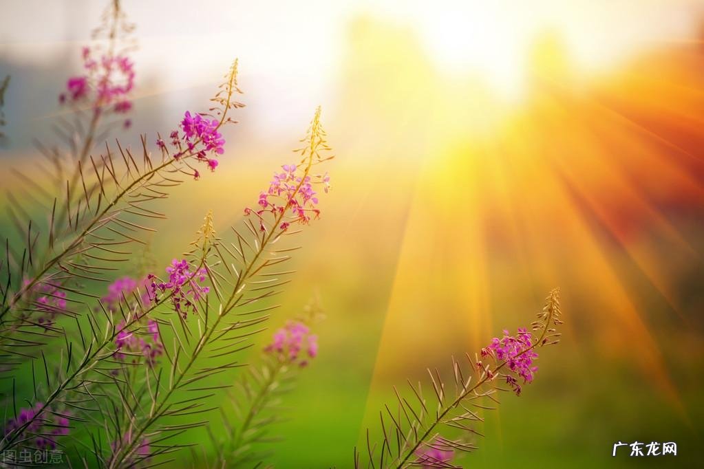 夏季雨后过后蛙声一片