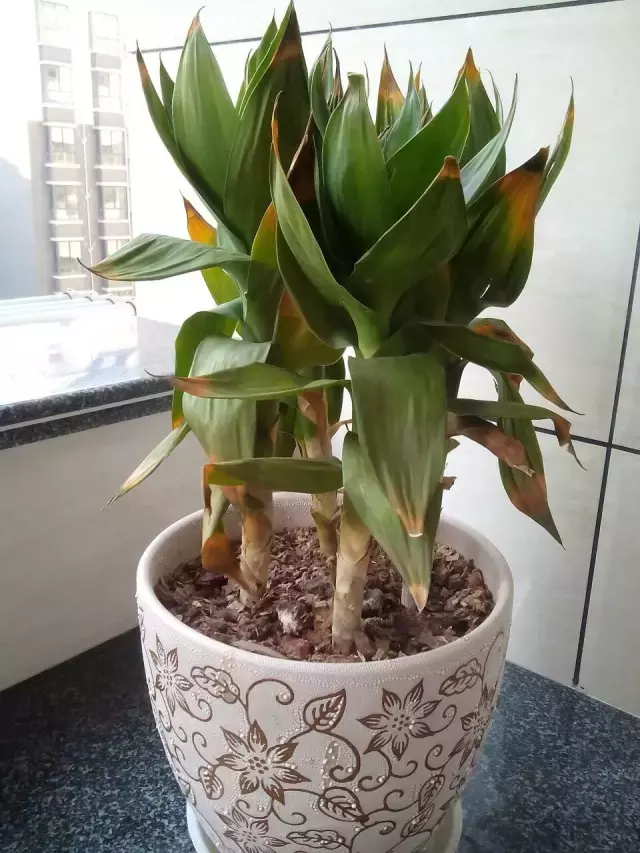 家里枯树复活风水 枯木摆件风水