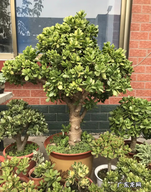 家中适合养什么植物风水好 什么花养在室内风水比较好