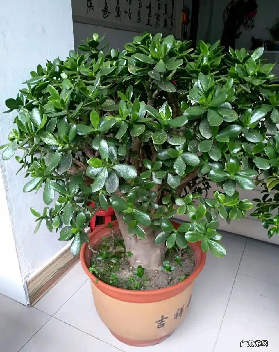 家中适合养什么植物风水好 什么花养在室内风水比较好