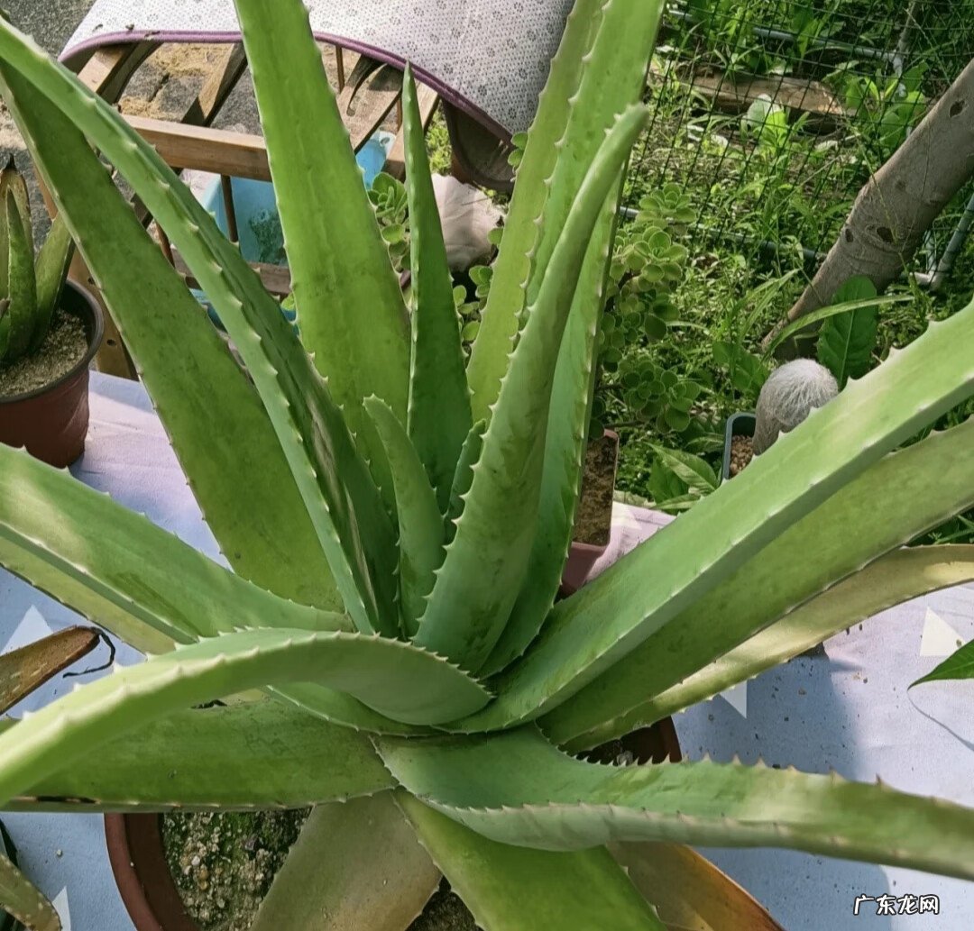 家中适合养什么植物风水好 什么花养在室内风水比较好