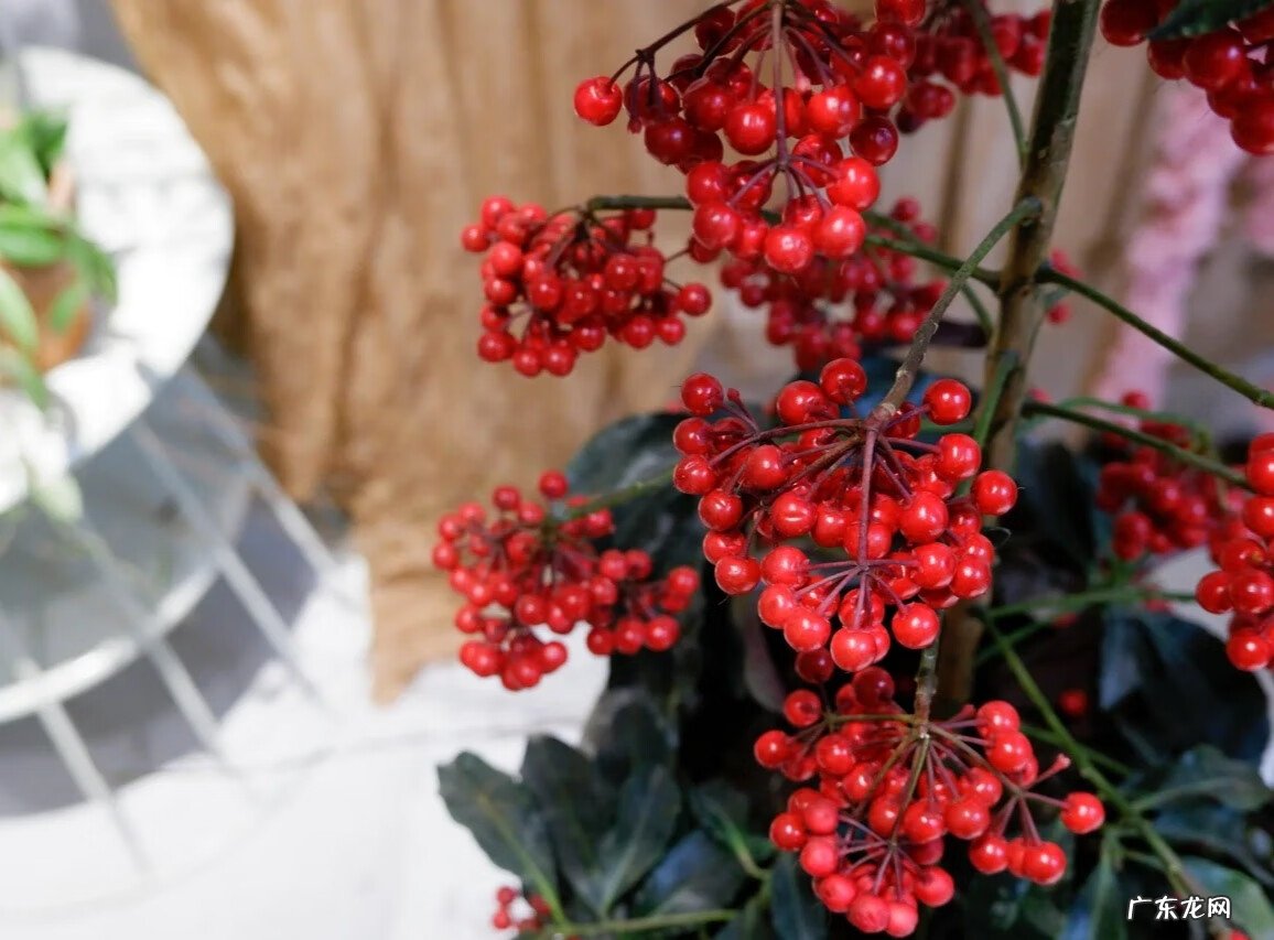 家中适合养什么植物风水好 什么花养在室内风水比较好