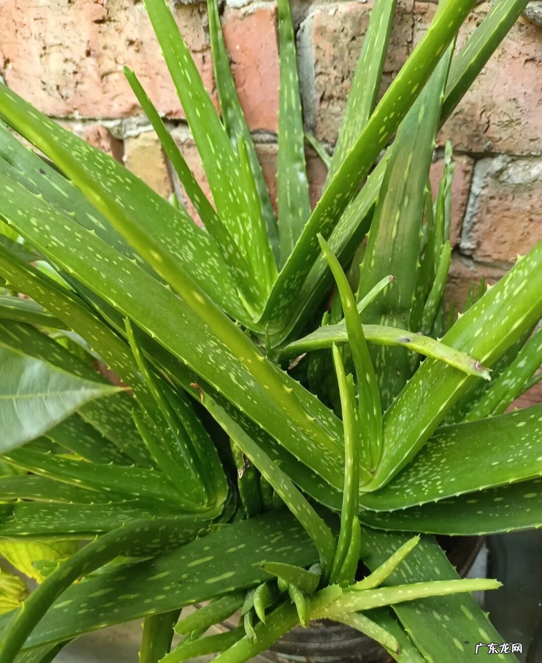 家中适合养什么植物风水好 什么花养在室内风水比较好