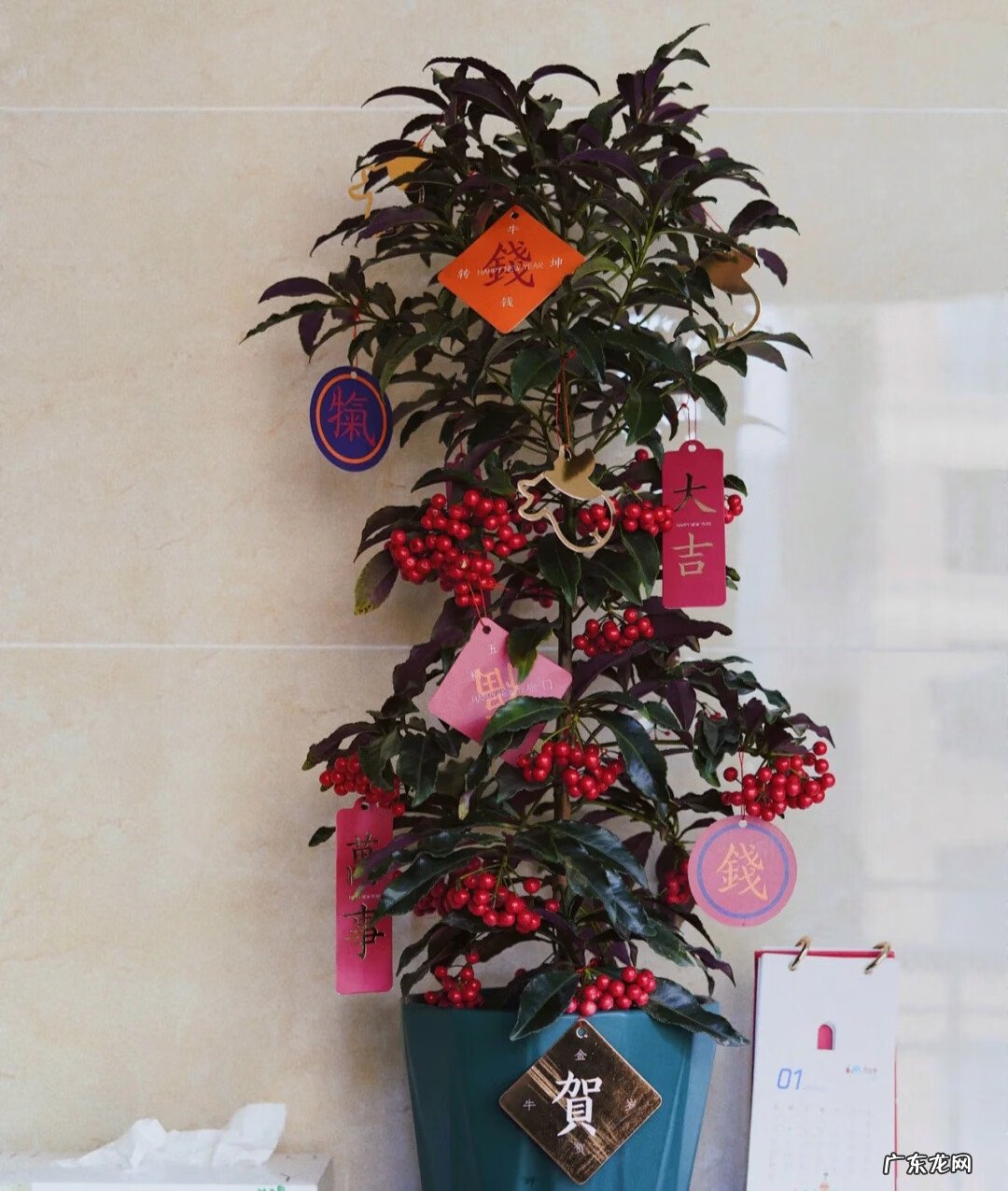 家中适合养什么植物风水好 什么花养在室内风水比较好