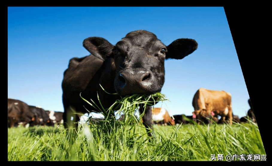 国外进口奶粉有哪些大品牌 十大进口奶粉排名第一