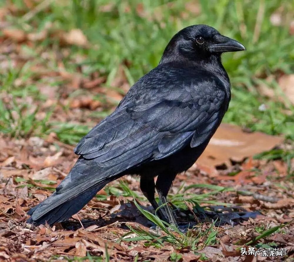 乌鸦出现在自家窗户上 乌鸦老是叫是风水不好吗