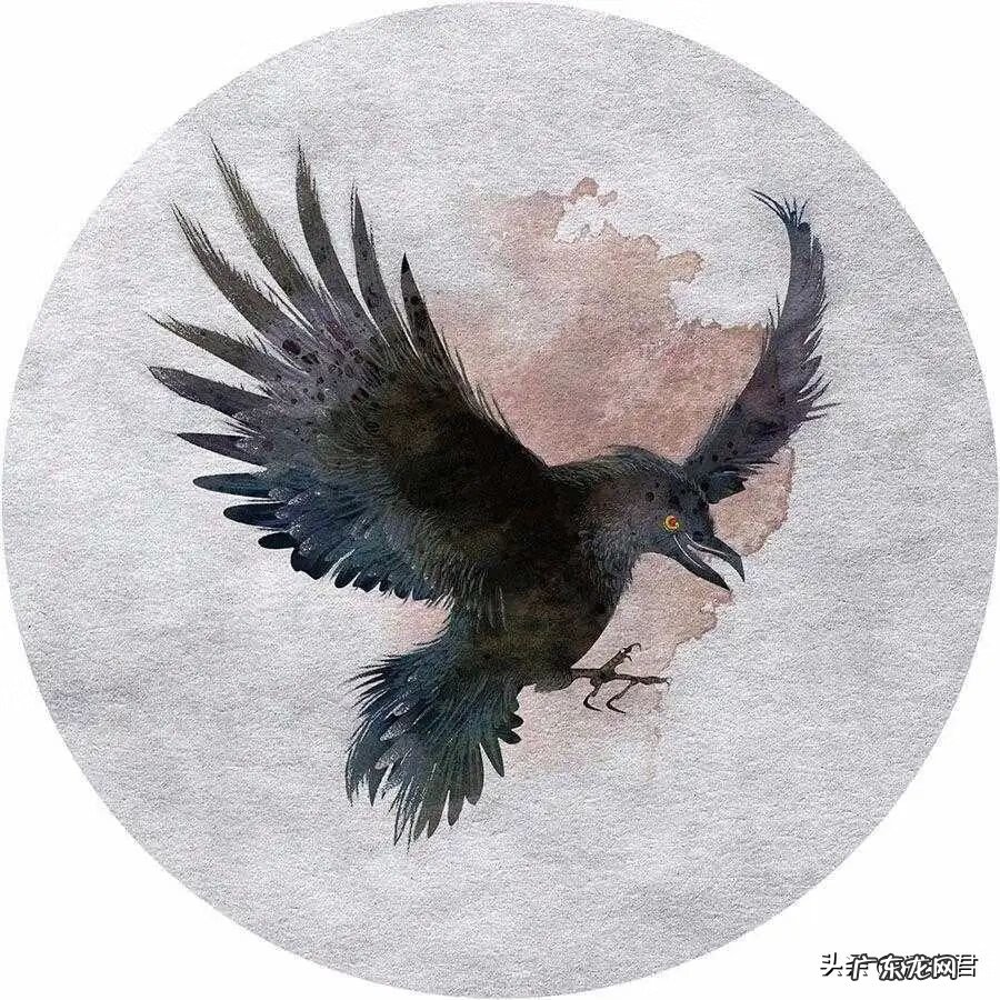 乌鸦出现在自家窗户上 乌鸦老是叫是风水不好吗