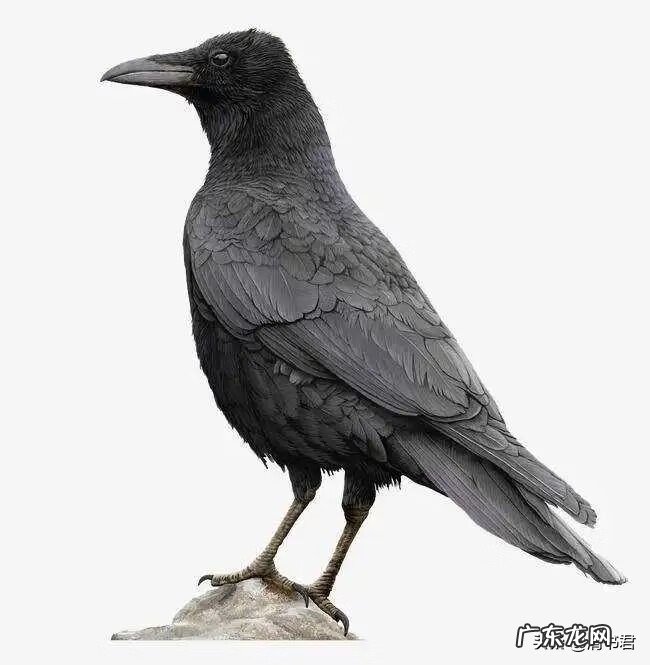 乌鸦出现在自家窗户上 乌鸦老是叫是风水不好吗