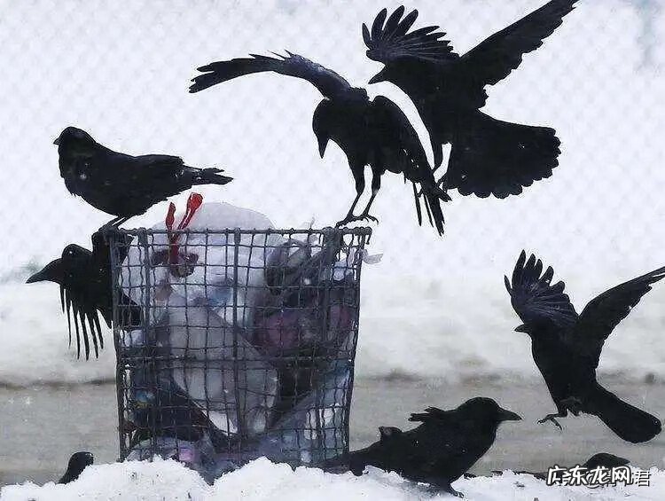 乌鸦出现在自家窗户上 乌鸦老是叫是风水不好吗