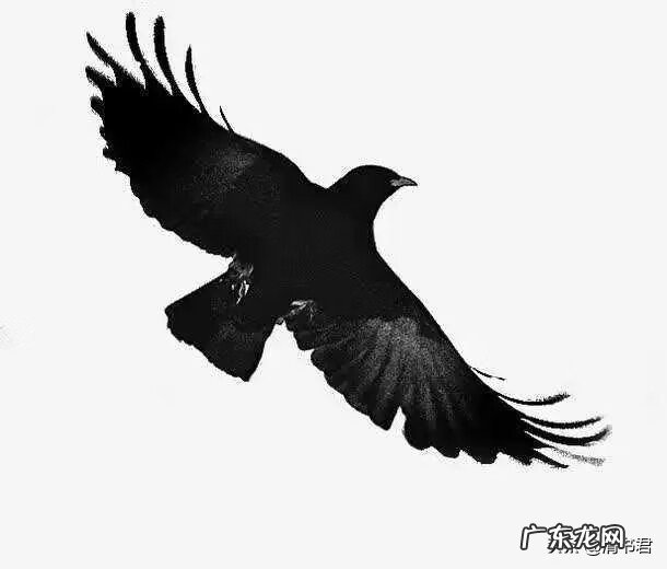 乌鸦出现在自家窗户上 乌鸦老是叫是风水不好吗