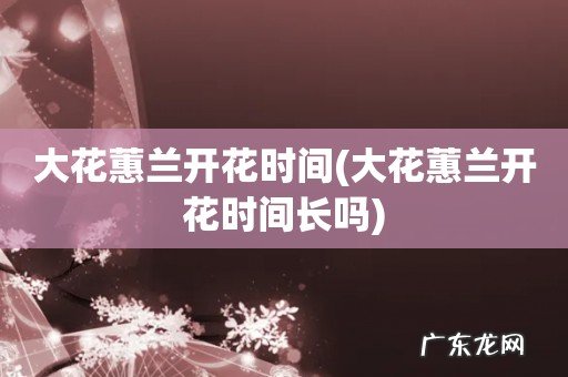 大花蕙兰开花时间长吗 大花蕙兰开花时间