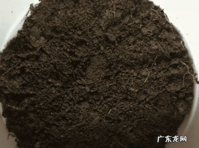 人参果的风水作用 家里种人参果的风水