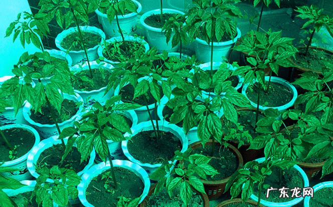 人参果的风水作用 家里种人参果的风水